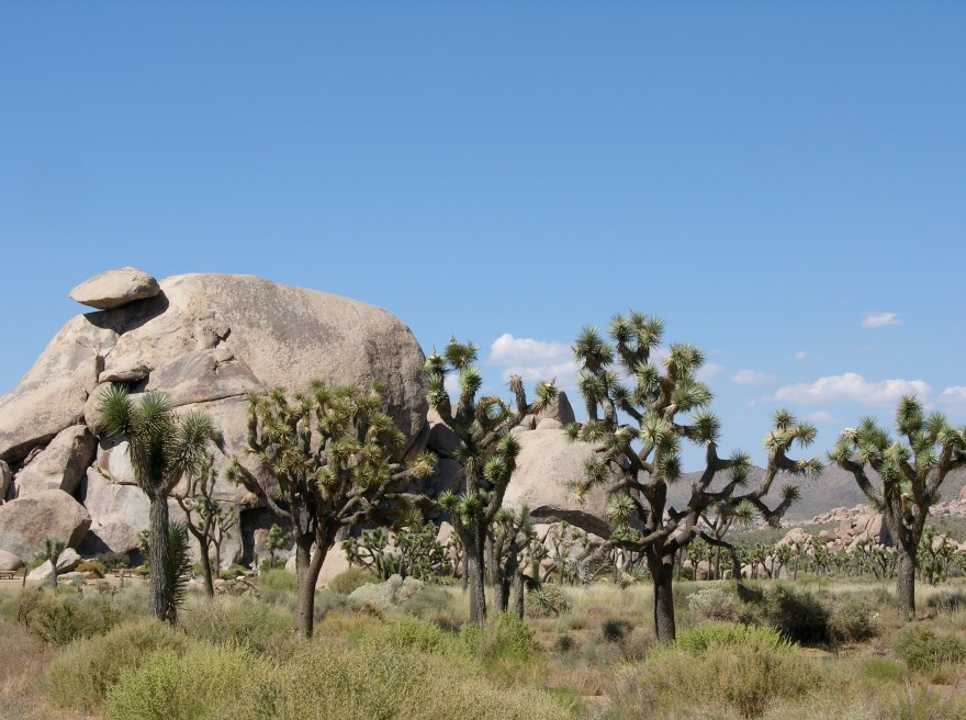 Joshua Tree N.P.