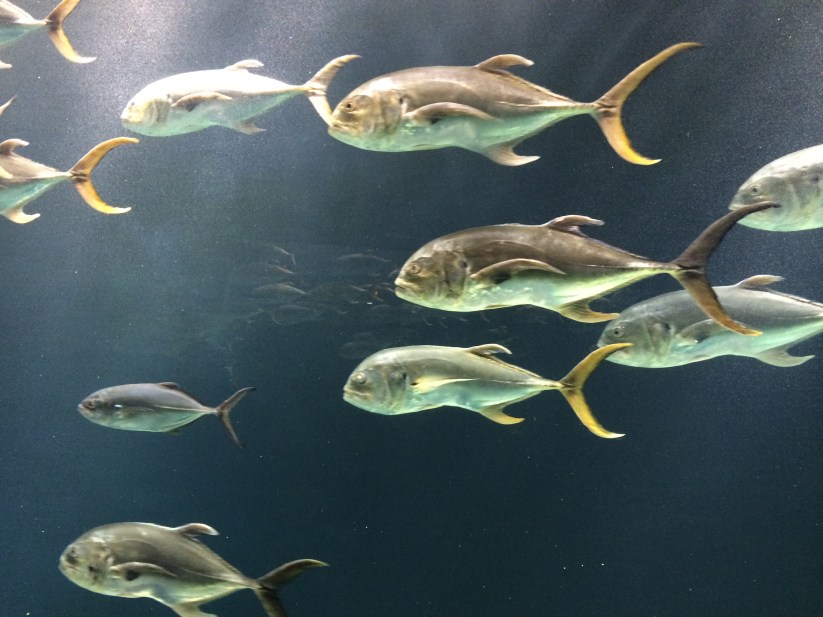 Daily Distraction: Swim