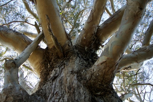 Daily Distraction: Ducking the Line Edits