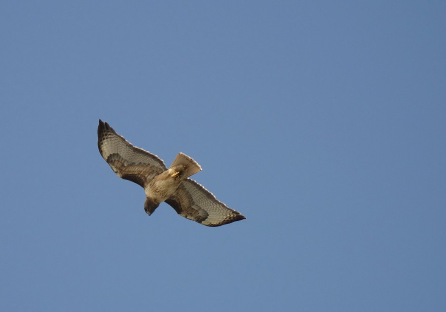 Daily Distraction: Hawks and Stories